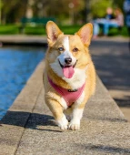 top-pet-products-from-wayfair-for-your-furry-pal